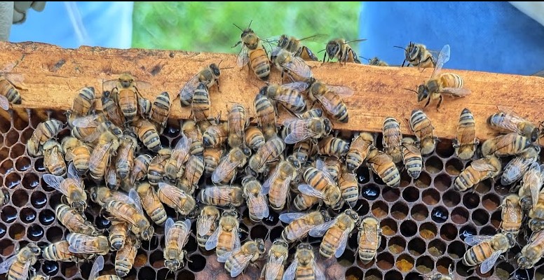 Online women's circle